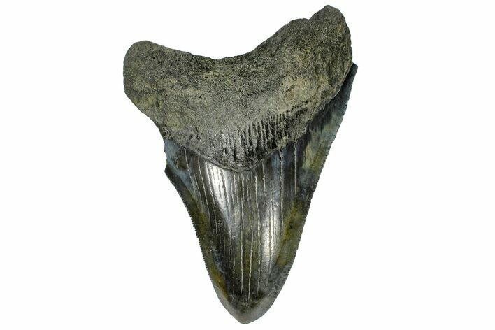 Serrated, Fossil Megalodon Tooth - South Carolina #170587